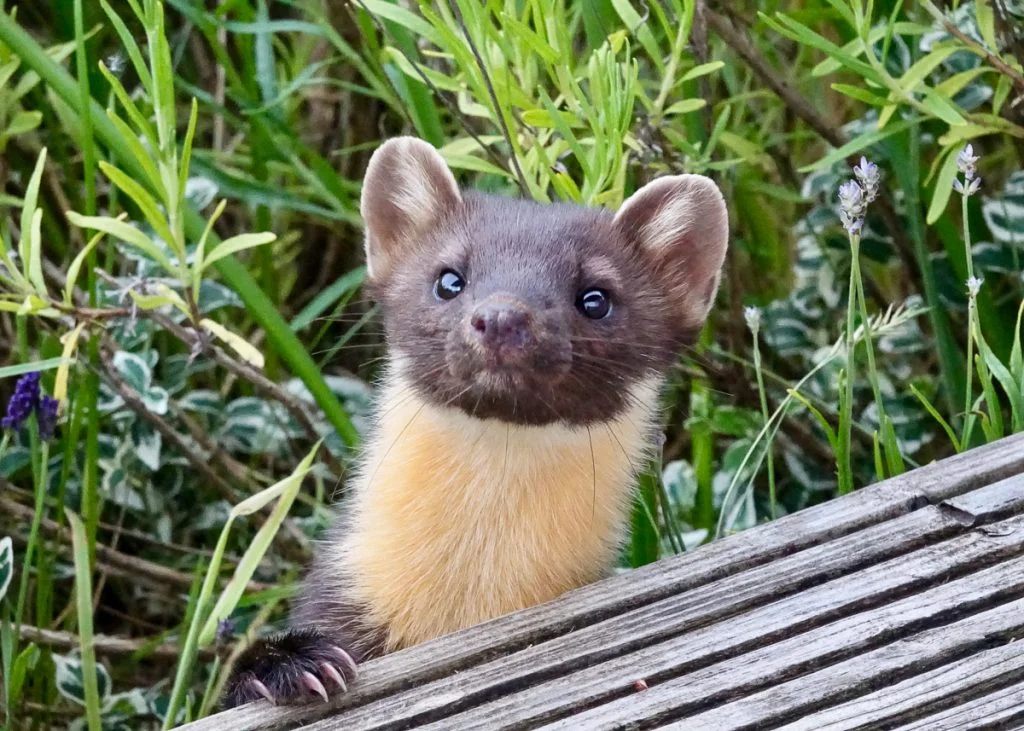 One of our neighbours popping up to say hello